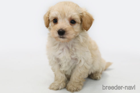 成約済の神奈川県のマルプー:マルチーズ×トイプードル-303400の1枚目